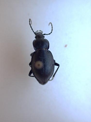 Carabus convexus